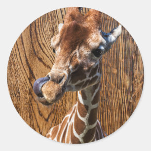 Funny Giraffe auf Holzhintergrund Runder Aufkleber