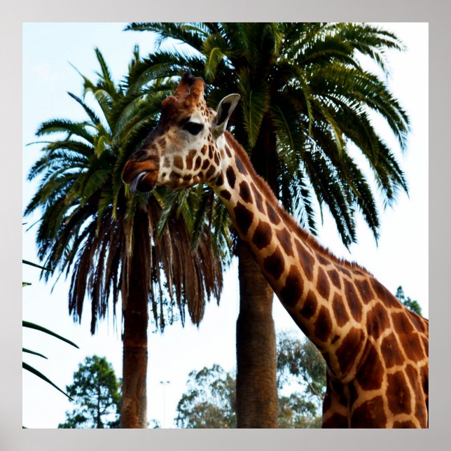 Funny Giraffe, der eine Himbeere gibt, Poster (Vorne)