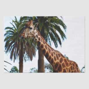 Funny Giraffe, der eine Himbeere gibt, Seidenpapier