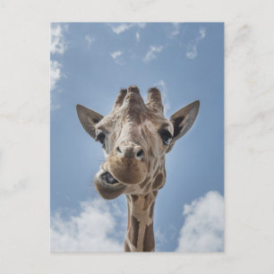 Funny Giraffe Gesicht Nah up Fotografie Postkarte