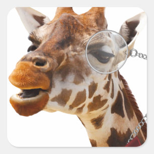 Funny Giraffe mit Bowtie und Monocle Quadratischer Aufkleber