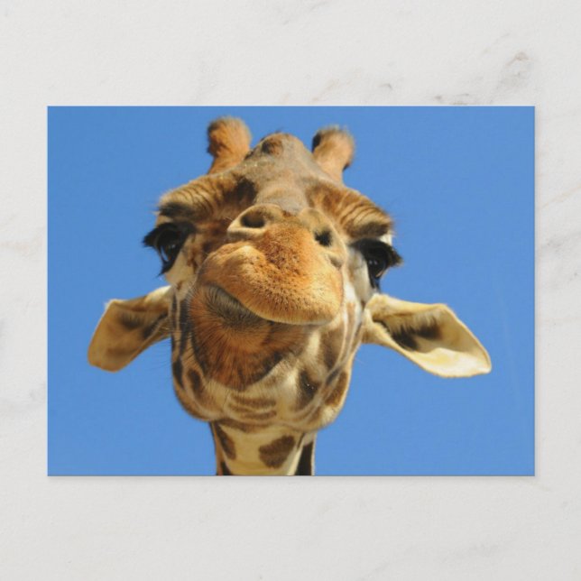 Funny Giraffe Postcard Postkarte (Vorderseite)