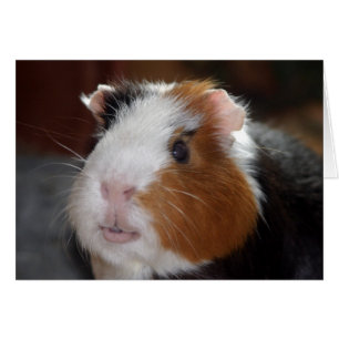 Funny, glatt, tricolor Guinea Pig Face