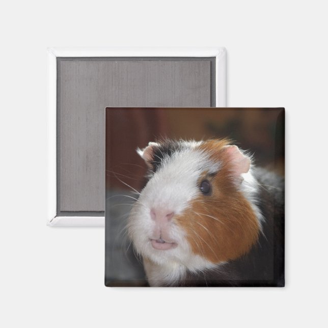 Funny, glatt, tricolor Guinea Pig Face Magnet (Vorderseite/Rückseite)