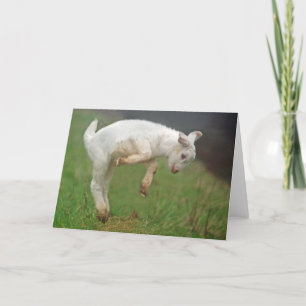 Funny Goat Baby White Goat Springen in Weide Karte