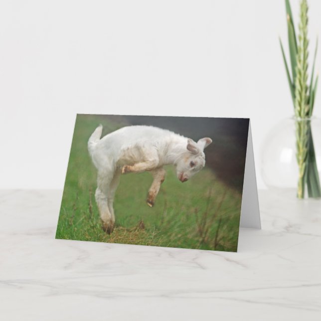 Funny Goat Baby White Goat Springen in Weide Karte (Vorderseite)