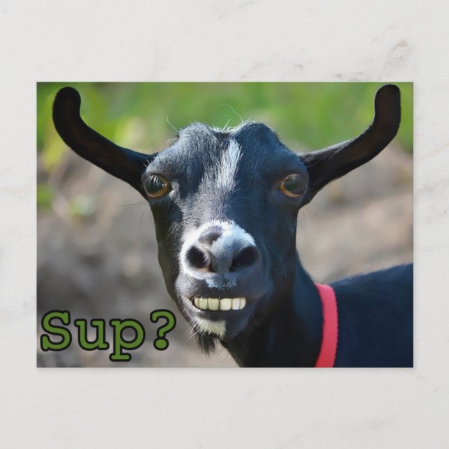 Funny Goat Meme lächelnd Big Postcard Postkarte (Vorderseite)