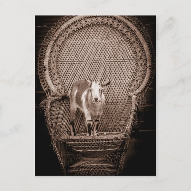Funny Goat Postcard Postkarte (Vorderseite)