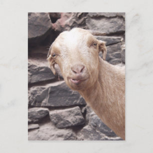 Funny Goat Postkarte