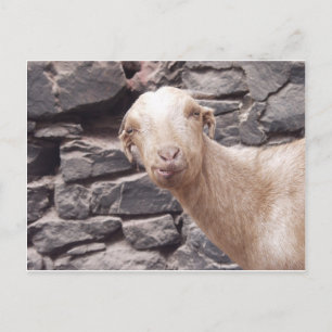 Funny Goat Postkarte