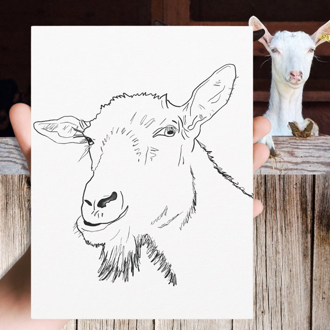 Funny Goat Zeichnend Postkarte (Funny goat simple animal art drawing black and white postcard by  artist Catherine Sweetman )