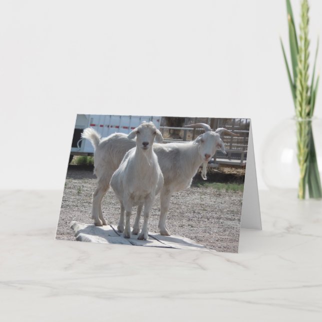 Funny Goats Anniversary Congratulations Compliment Karte (Vorderseite)