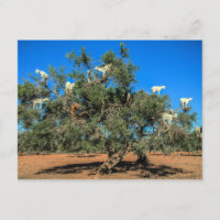 Funny Goats in Trees Morocco