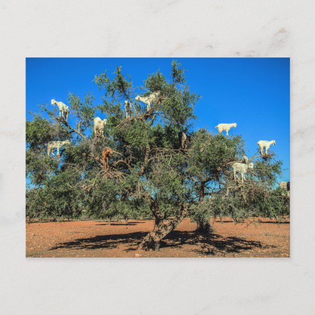 Funny Goats in Trees Morocco Postkarte (Vorderseite)