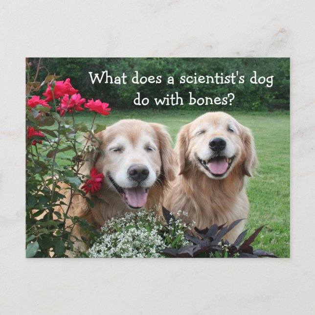 Funny Golden Retriever Barium Wissenschaftlicher W Postkarte (Vorderseite)