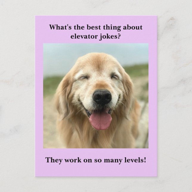 Funny Golden Retriever Dog Elevator Joke Postkarte (Vorderseite)