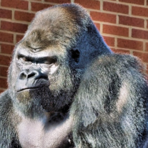 FUNNY GORILLA GESCHIRRTUCH