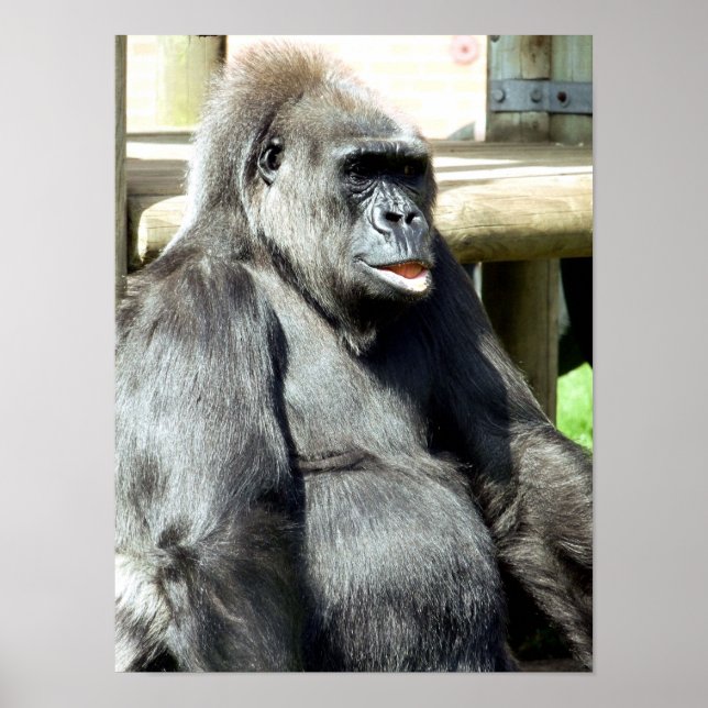 FUNNY GORILLA POSTER (Vorne)