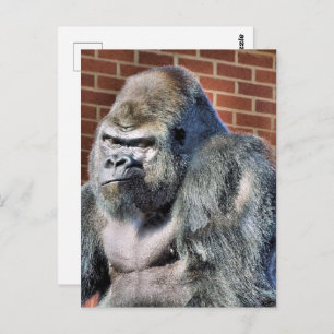 FUNNY GORILLA POSTKARTE