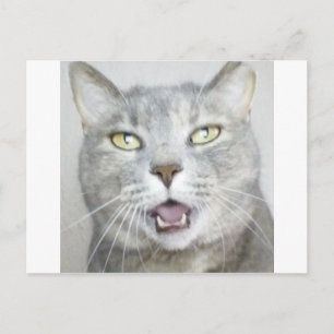 funny gray cat fluffy hilarious open mouth meow postkarte