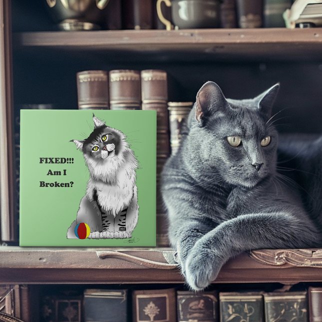 Funny Gray Maine Coon Cat repariert Fliese (Von Creator hochgeladen)