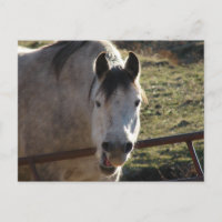 Funny Gray Mare