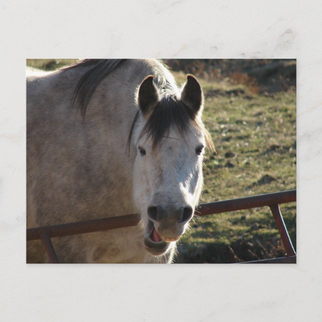 Funny Gray Mare Postkarte (Vorderseite)