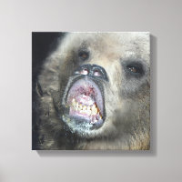 Funny Grizzly Bären Cub Licken das Glasfenster