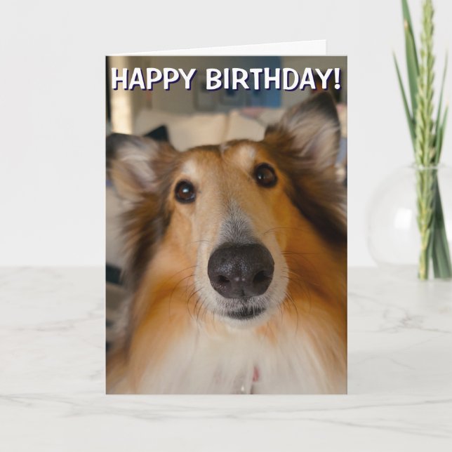 Funny grobe Collie Portrait Grüße Karte (Vorderseite)