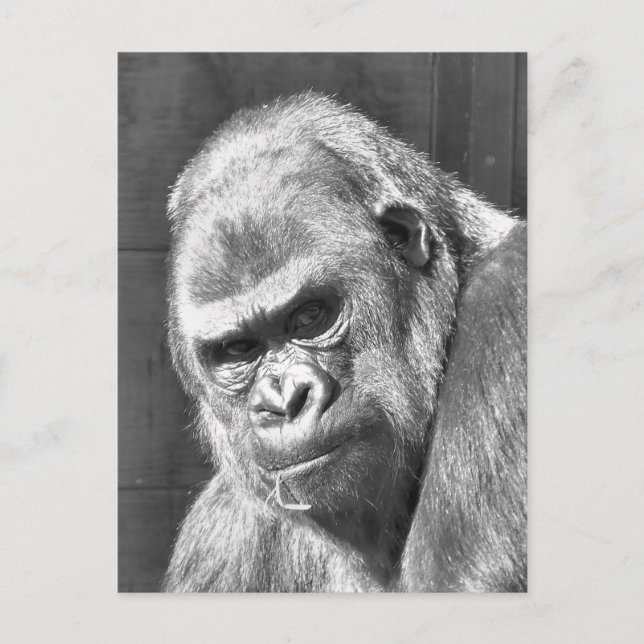FUNNY GRUMPY GORILLA POSTKARTE (Vorderseite)