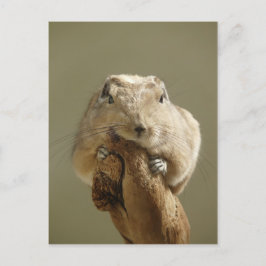 Funny Gundi Postkarte