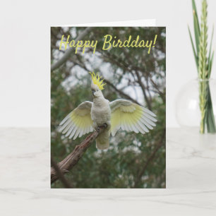 Funny Happy Bird Day Birthday Cockatoo Australien Karte