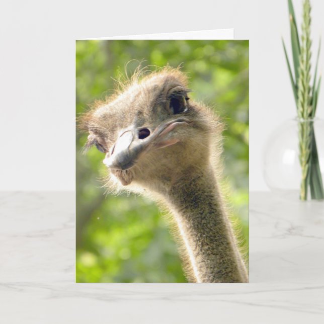 Funny Happy Birthday Card l Ostrich Fotografy Karte (Vorderseite)