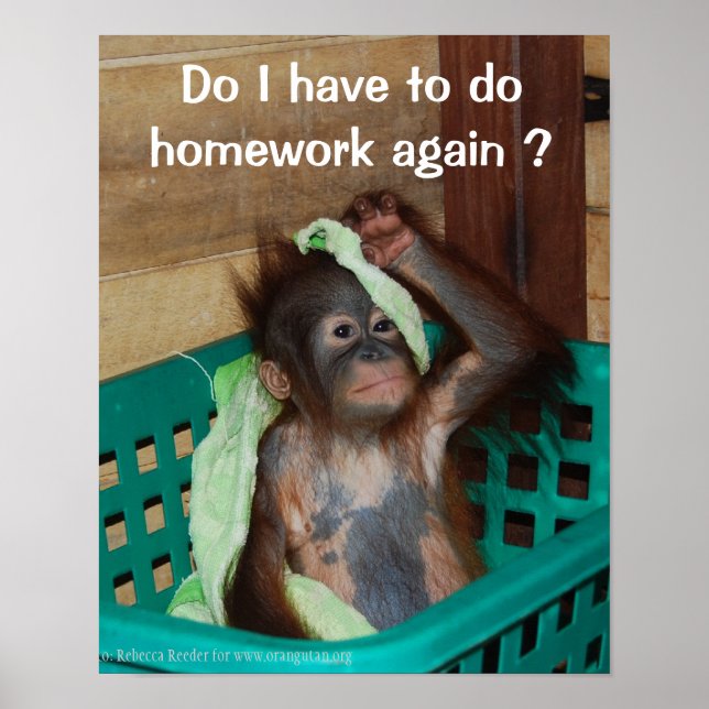 Funny Hausaufgaben mit Baby Orangutan Poster (Vorne)