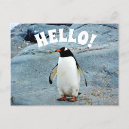 Funny Hello mit Pinguin Foto Postkarte