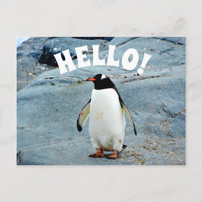 Funny Hello mit Pinguin Foto Postkarte (Vorderseite)