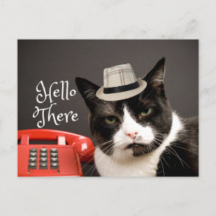 Funny Hello There Angry Black & White Cat Postkarte