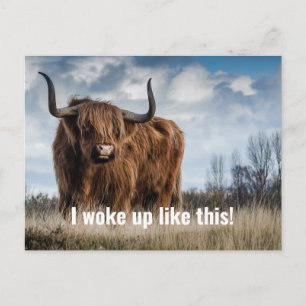 Funny Highland Foto Weckte ich so auf wie dieses Z Postkarte
