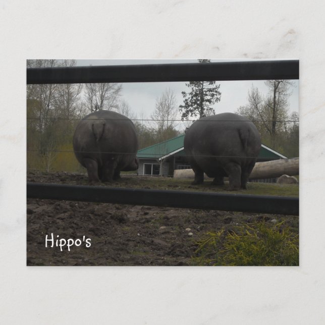 Funny Hippopotamuses Walking Away Postkarte (Vorderseite)