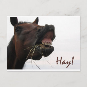 Funny Horse: Hay! Postkarte