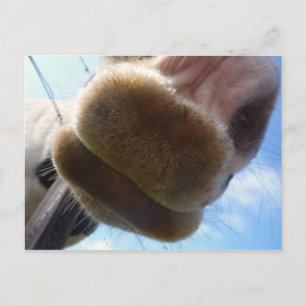 Funny Horse Postcard Postkarte