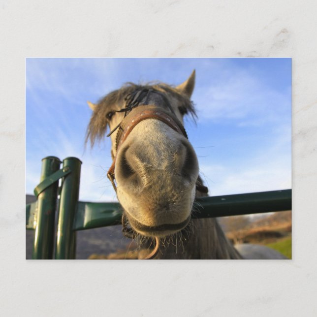 Funny Horse Postkarte (Vorderseite)