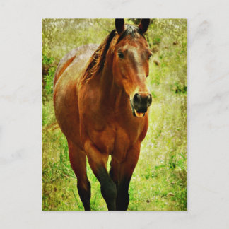 Funny Horse Postkarte