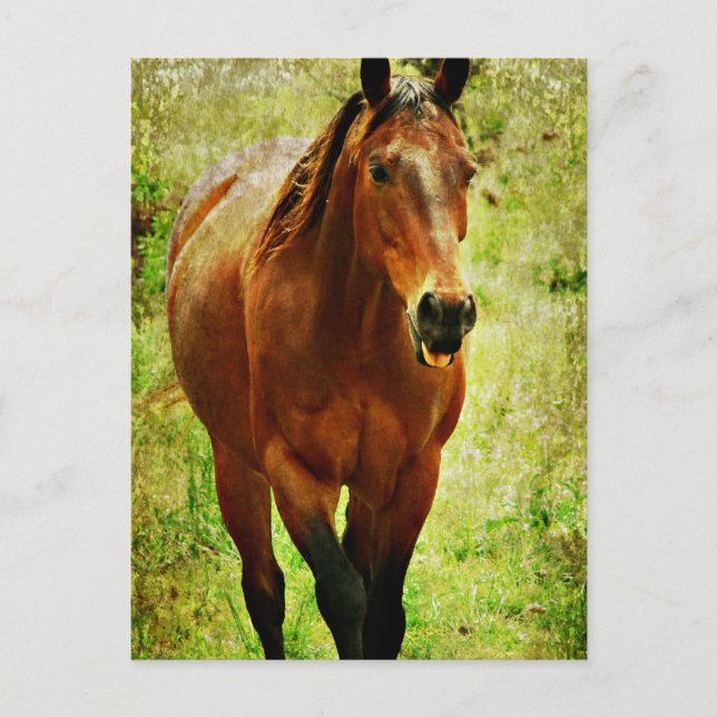 Funny Horse Postkarte (Vorderseite)