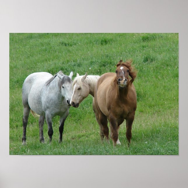 Funny Horses Poster (Vorne)