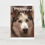 Funny Husky Birthday Card Karte<br><div class="desc">Schauen Sie sich den wunderschönen mit Augen Husky an... ... ... ... ... ... .</div>