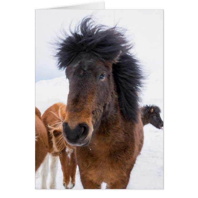 Funny Icelandic Horse Portrait (Vorne)