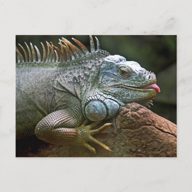 Funny Iguana Postkarte (Vorderseite)
