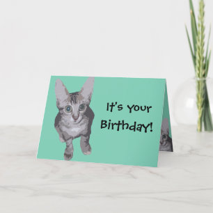 Funny Kitten Birthday Karte