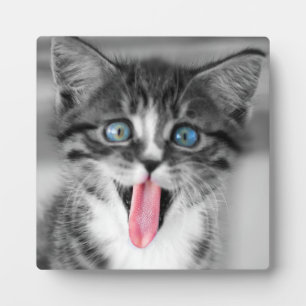 Funny Kitten Fotoplatte